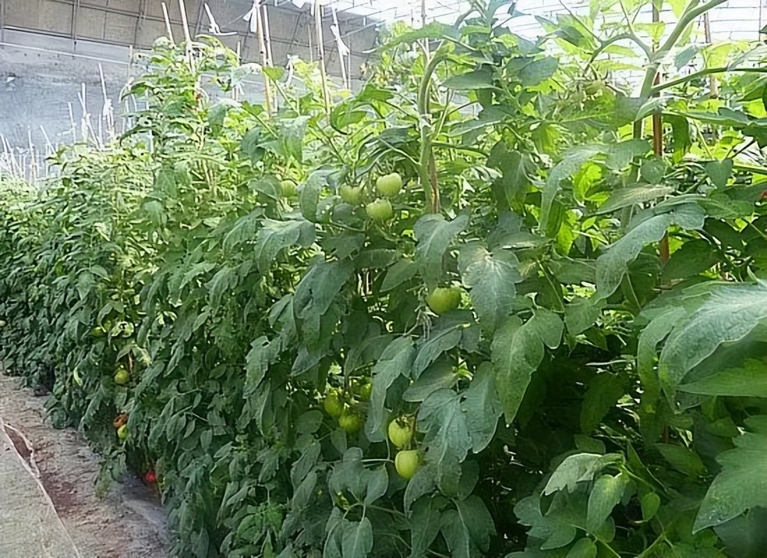 浙江人常吃的蔬菜有哪些,幼儿园常吃的蔬菜有哪些