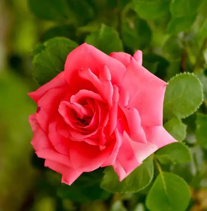 国色天香秀色可餐的美女 (秀色可餐与国色天香)