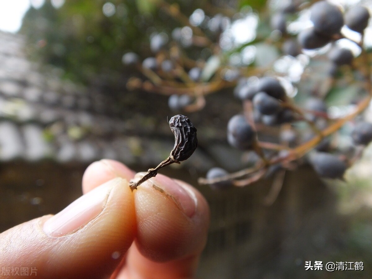 刚从树上摘的女贞子怎么保存,女贞子从树上摘下怎么处理