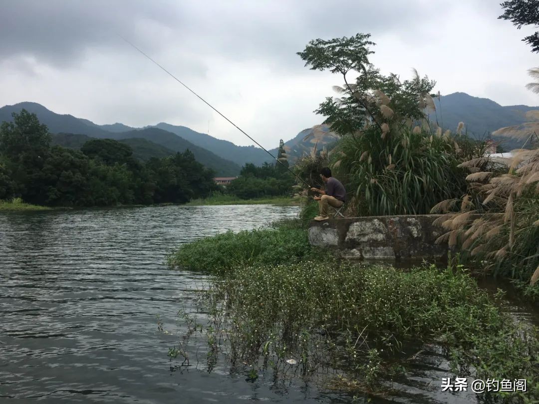 水里鱼特别多但是钓不到,浅水鱼多为什么不咬钩