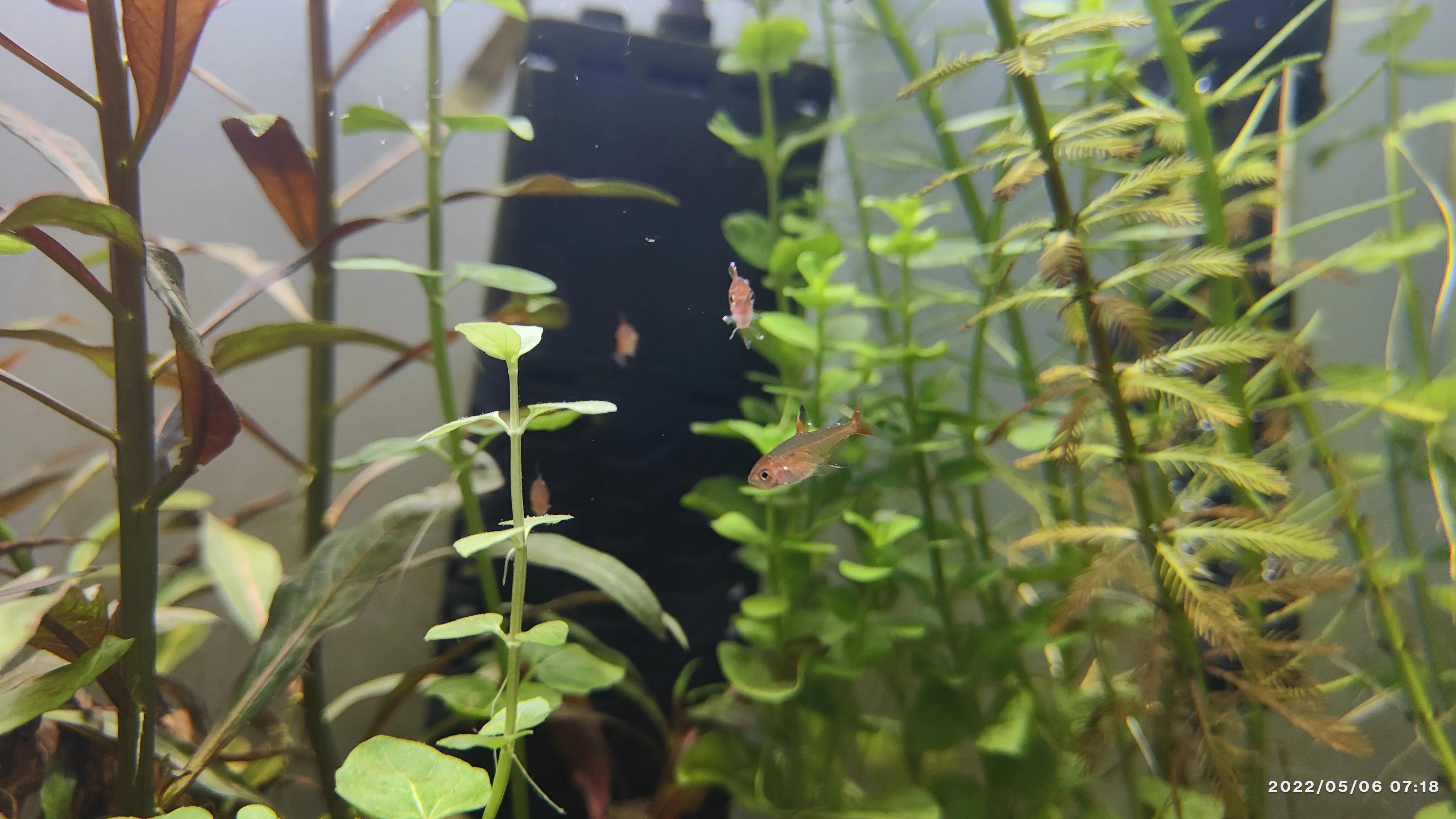 热带小鱼有白点病怎么办,小鱼得了白点病怎么办