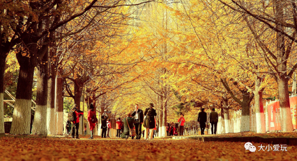 银杏最美的地方,这九个美丽的地方你想去看看吗