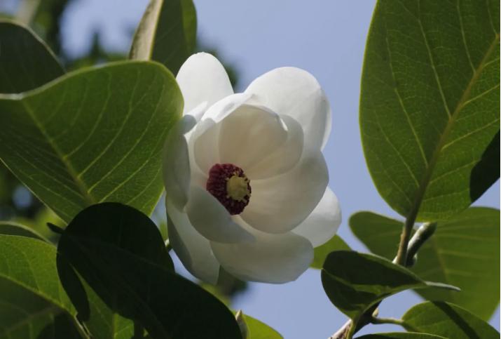 仙人掌墨西哥国花,仙人掌哪个国家的国花