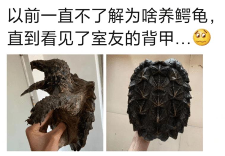 为什么鳄龟长大了背甲会变,鳄龟为什么养的背甲很大