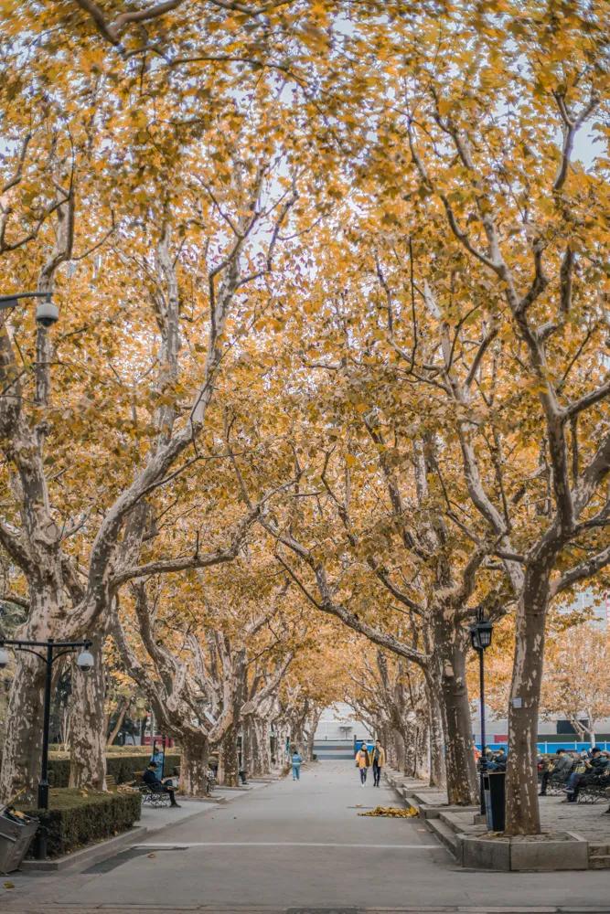 上海冬天去哪里玩,上海的冬天冷不冷