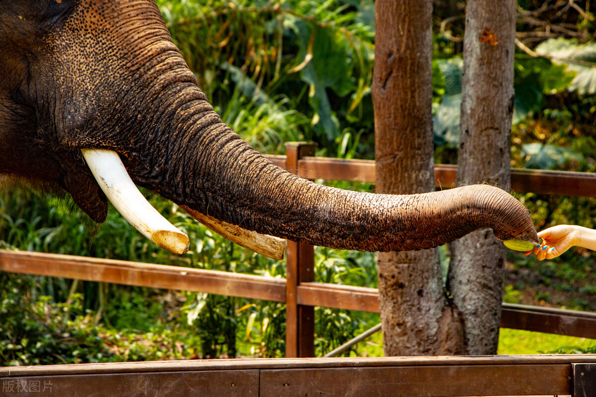 西双版纳望天树景区与热带植物园,西双版纳值得去的四个旅游景点