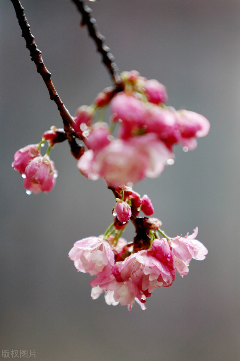 永遇乐落日熔金有虚实结合吗,永遇乐落日熔金是慢词双调吗