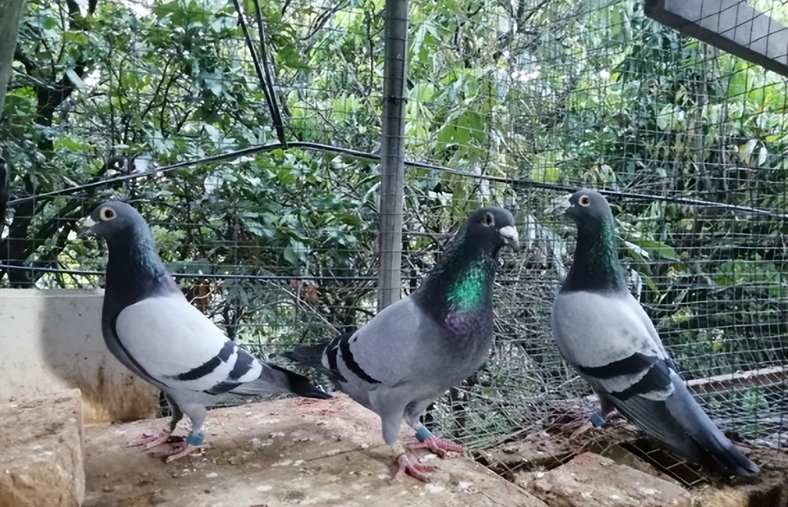 不惜投入22年精力！莆田这项“秘密”赛事到底有何魅力？