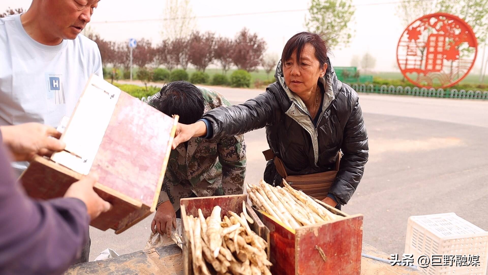 龙堌镇:头茬芦笋迎丰收抢“鲜”上市效益高