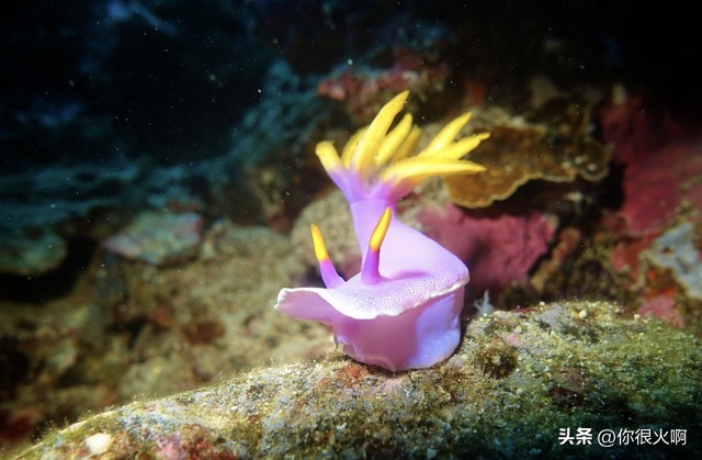 小宝宝如何避免蚊虫叮咬,狗剃毛怎么避免蚊虫叮咬