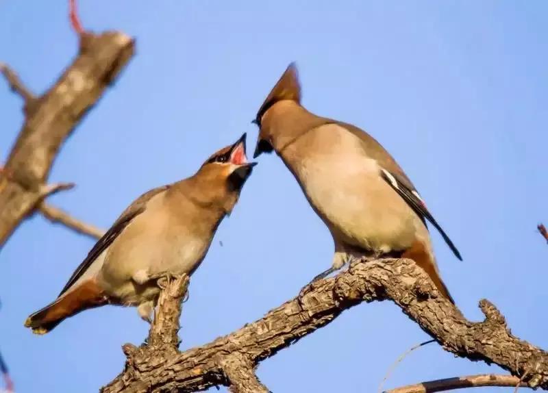 太平鸟图片素材,太平鸟图片大鸟
