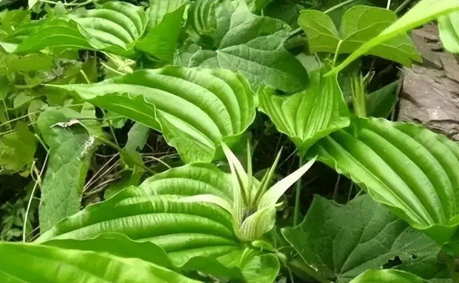 每天学一味中药百部,一味中药百部图片及功效