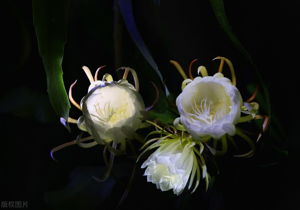 哪些花的花语惊艳了你好久呢,被哪种花的花语惊艳到