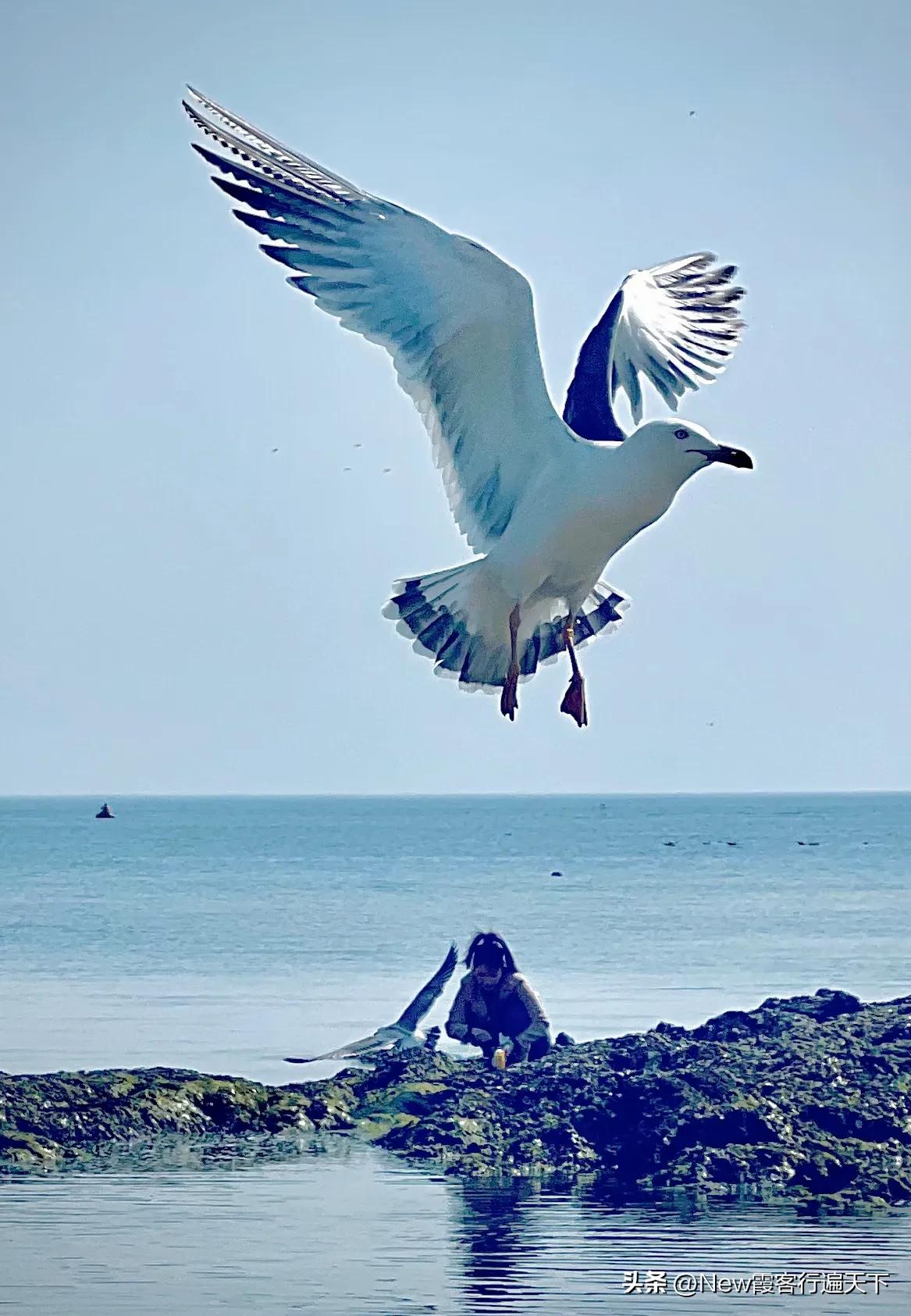 大连滨海路木栈道旅游攻略,周末徒步徜徉大连山海美景