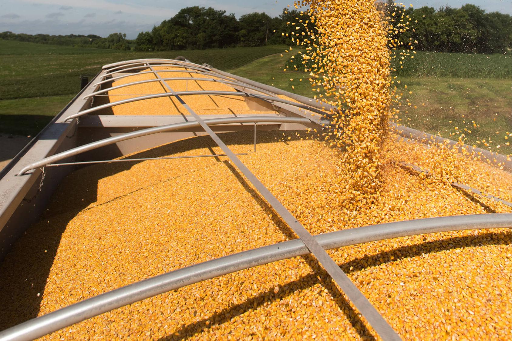 美国玉米为什么大跌,中国加大美国玉米订购量