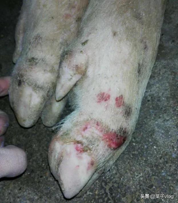 千万不要做养殖,这个行业不是什么人都能做好的,搞不好亏大钱。