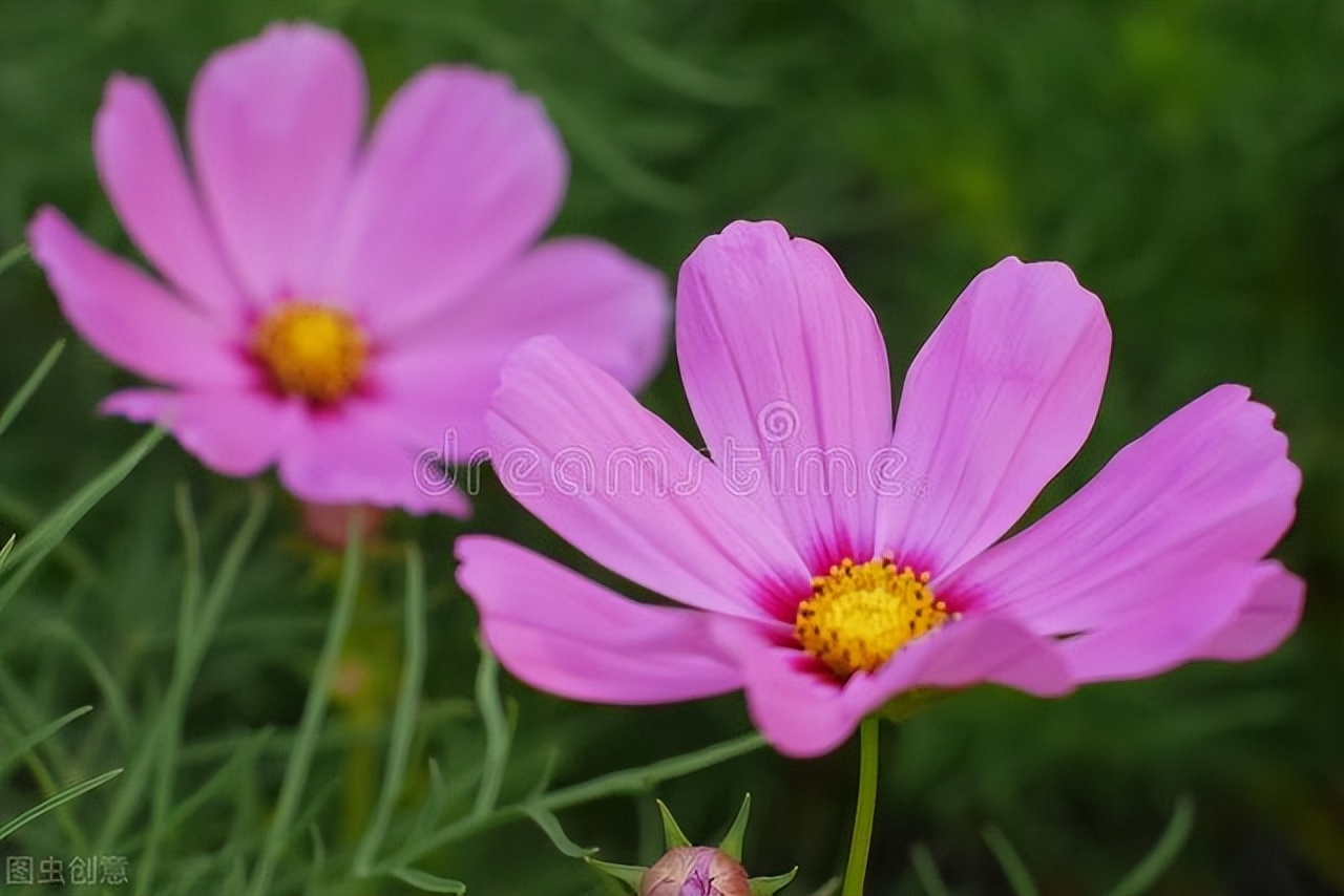 男人的手青筋图片,男人的手秀气说明什么