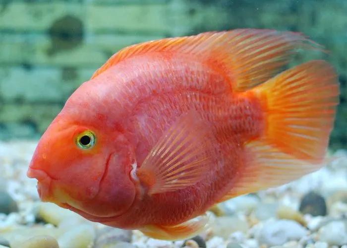 鹦鹉鱼褪色的改善方法,鹦鹉鱼褪色了怎么恢复