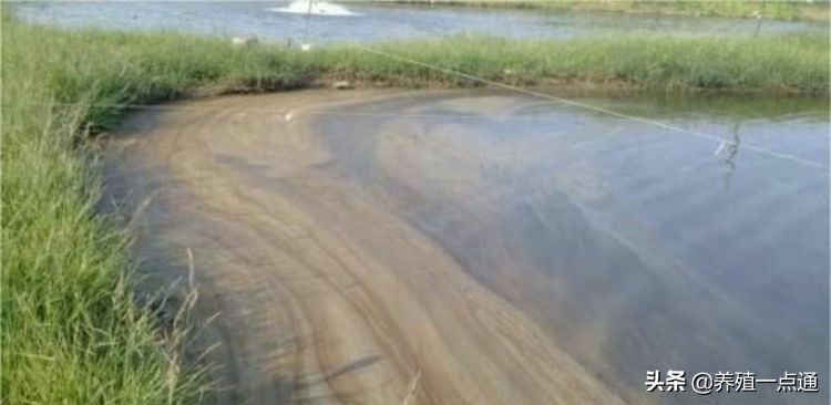 对虾应激肠炎症状及治疗,对虾肠炎防治研究