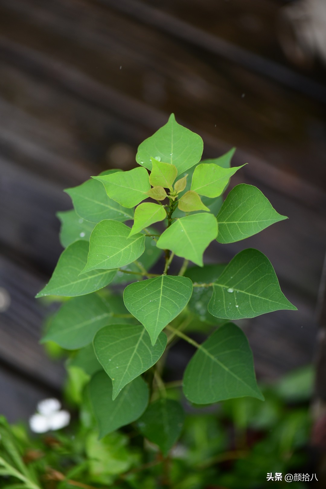 流放到菜地的花儿们，尽情绽放吧，不管在哪里｜园丁