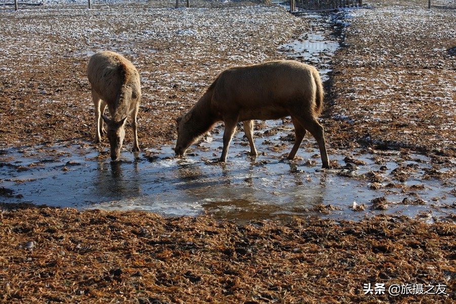 江苏大丰市麋鹿自然保护区,大丰野生麋鹿在什么地方