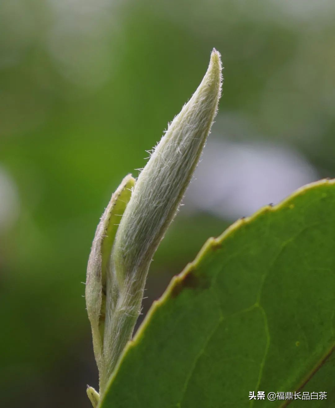 春茶正浓当酣饮,春茶尝鲜正当时