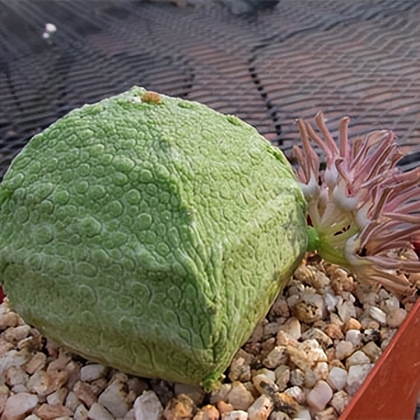 102个大类近500个多肉植物图片，都极其美丽，建议在家中也养一盆