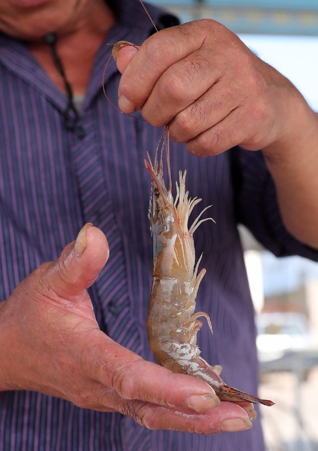 买大虾用什么好,买虾要牢记这几点