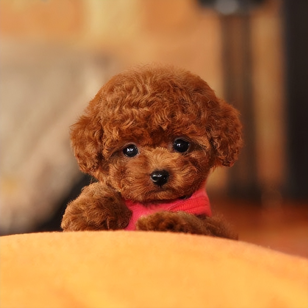 泰迪犬多少钱一只纯种,怎么看泰迪犬是纯种的