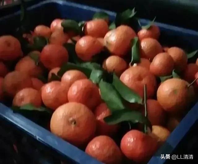 农村的这种生意太赚钱了！小伙子去村里卖水果，两年时间买车买房