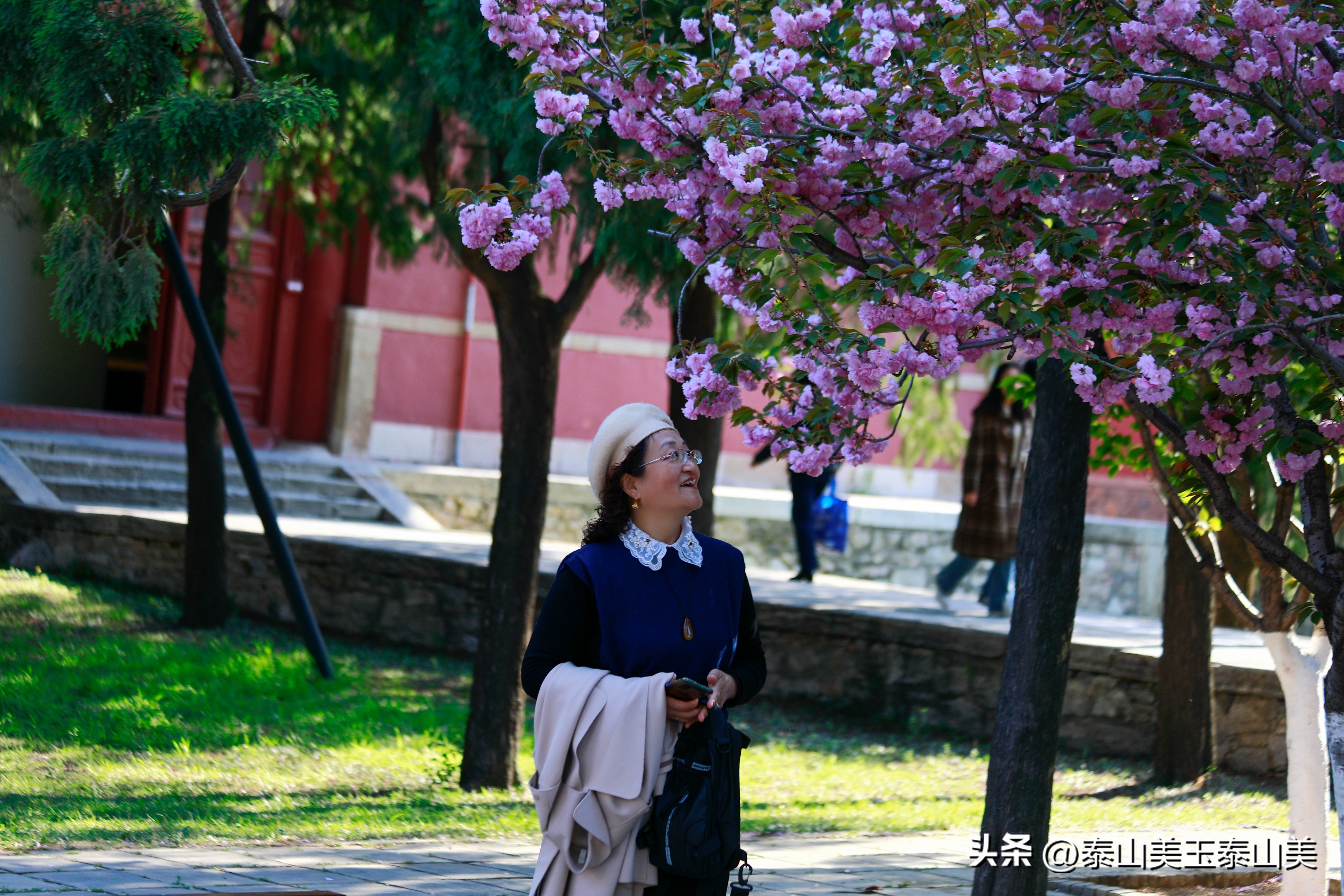山亭寺沟樱花,定山溪樱花