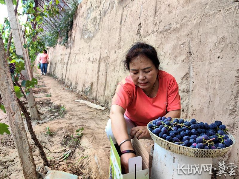 涿鹿葡萄基地,涿鹿特产红提葡萄