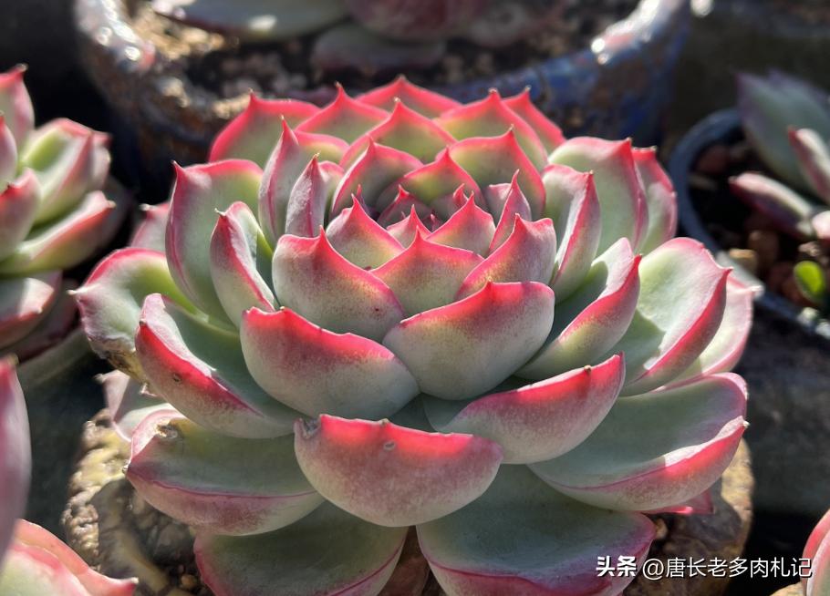 多肉侧影和水晶玫瑰是一样的吗,一种特别好养能度夏天的多肉