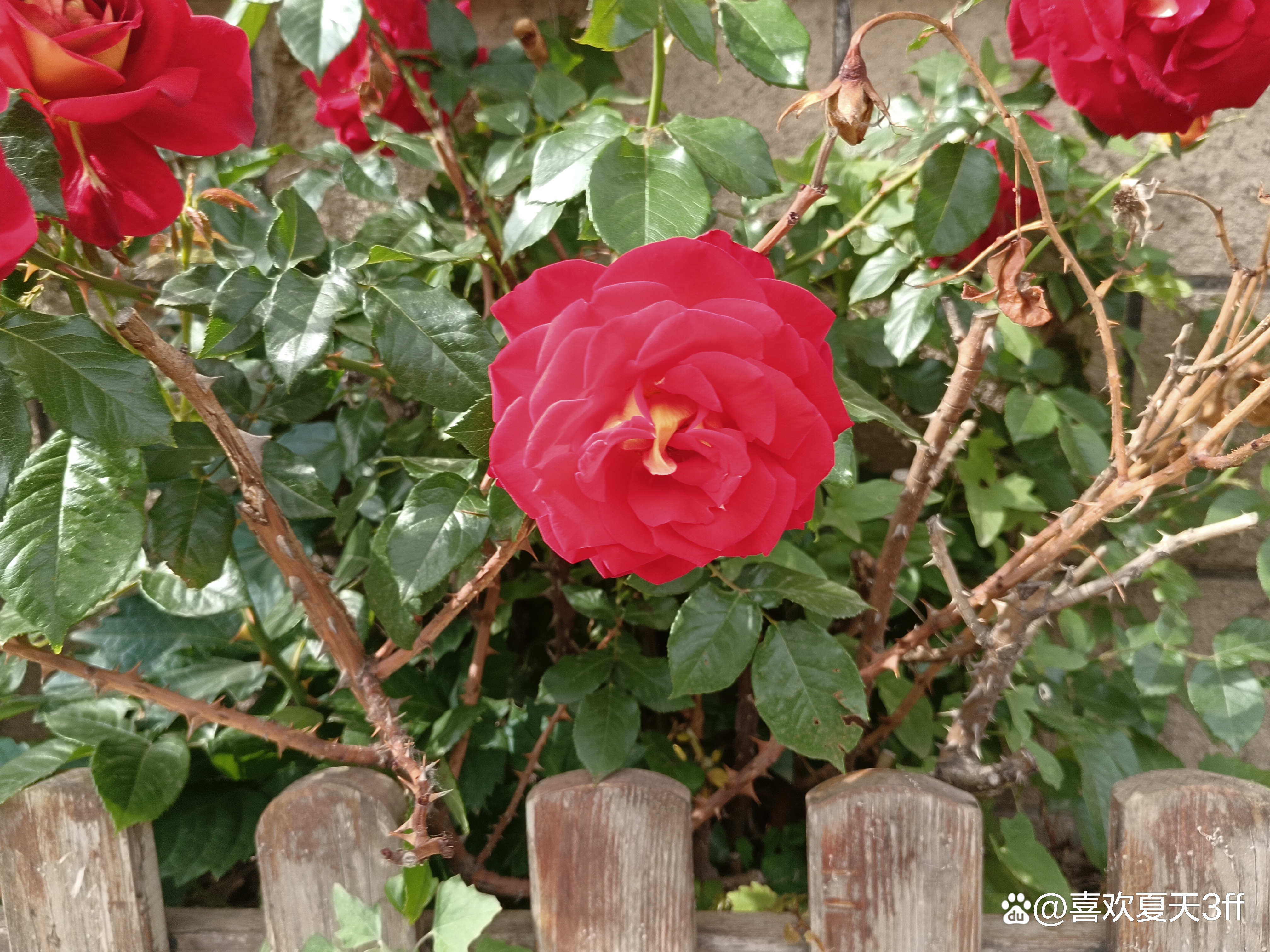 端午节快乐莲花盛开,端午节前后插花容易活吗