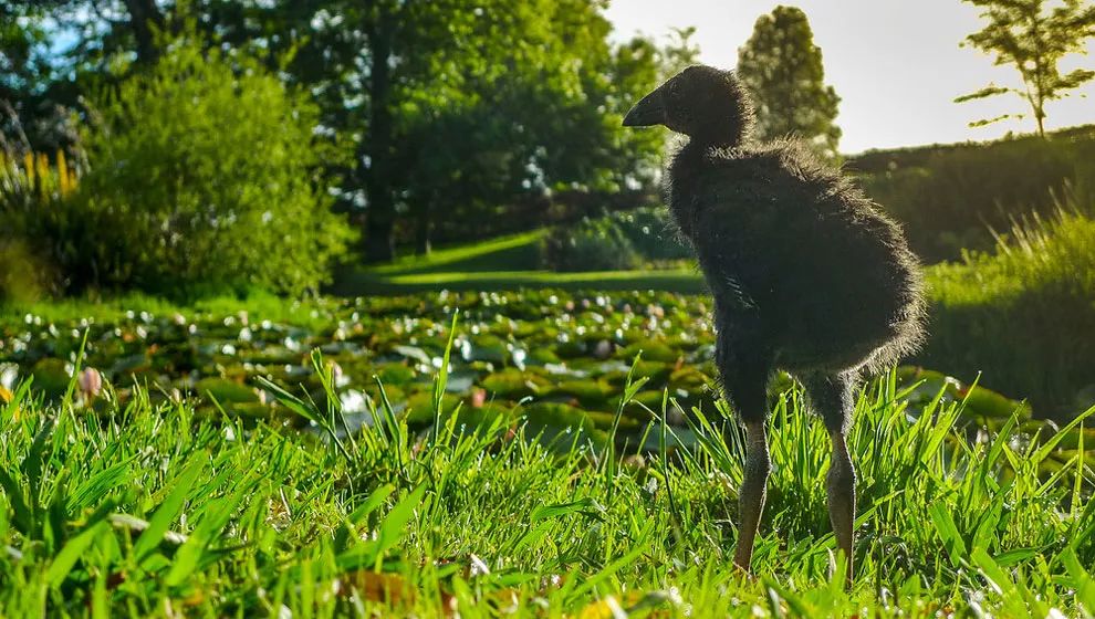 禾本科叶子坚硬，牛生四个胃，这是一场动物与植物的进化博弈！