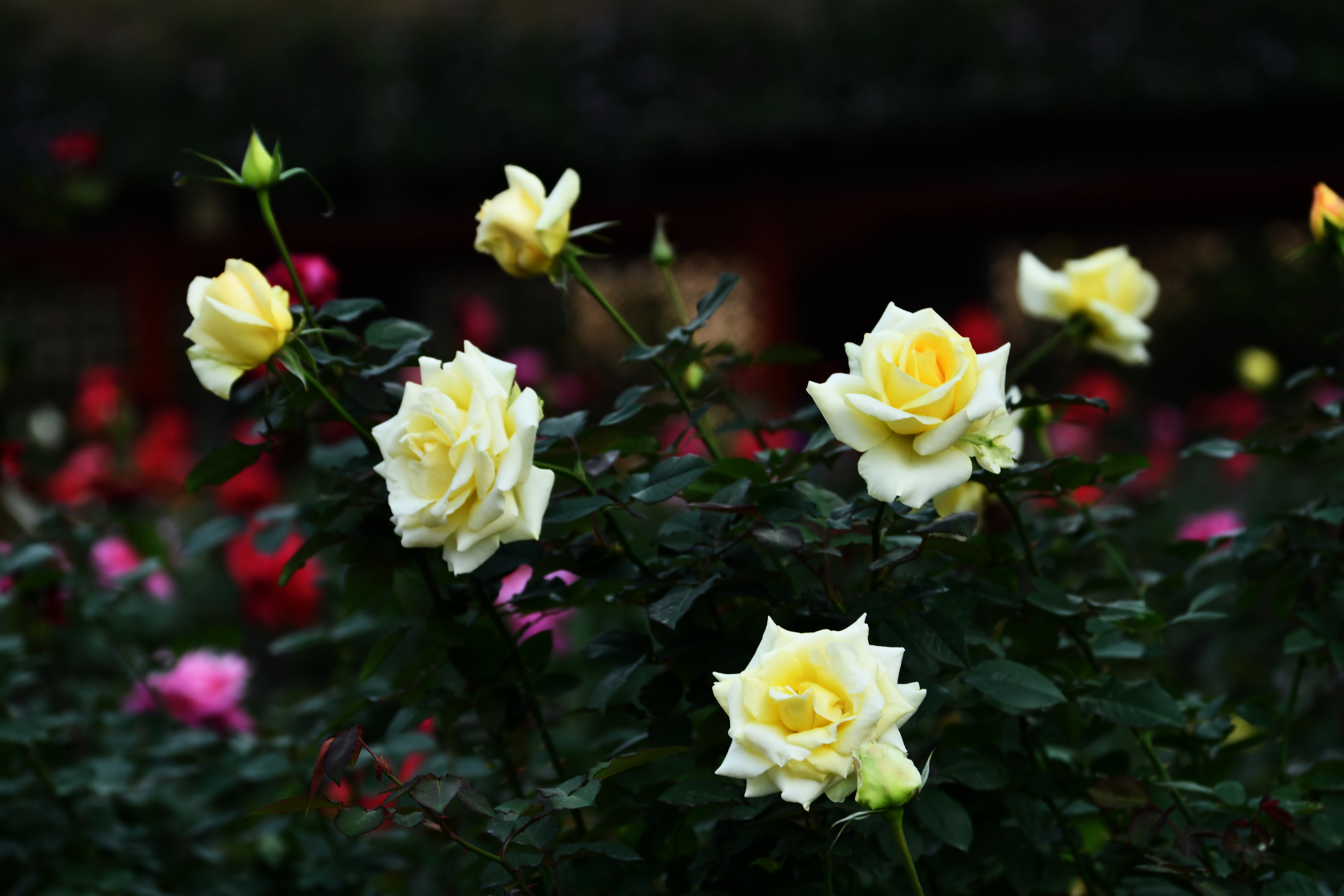 广州市番禺区宝墨园攻略,广州宝墨园景观