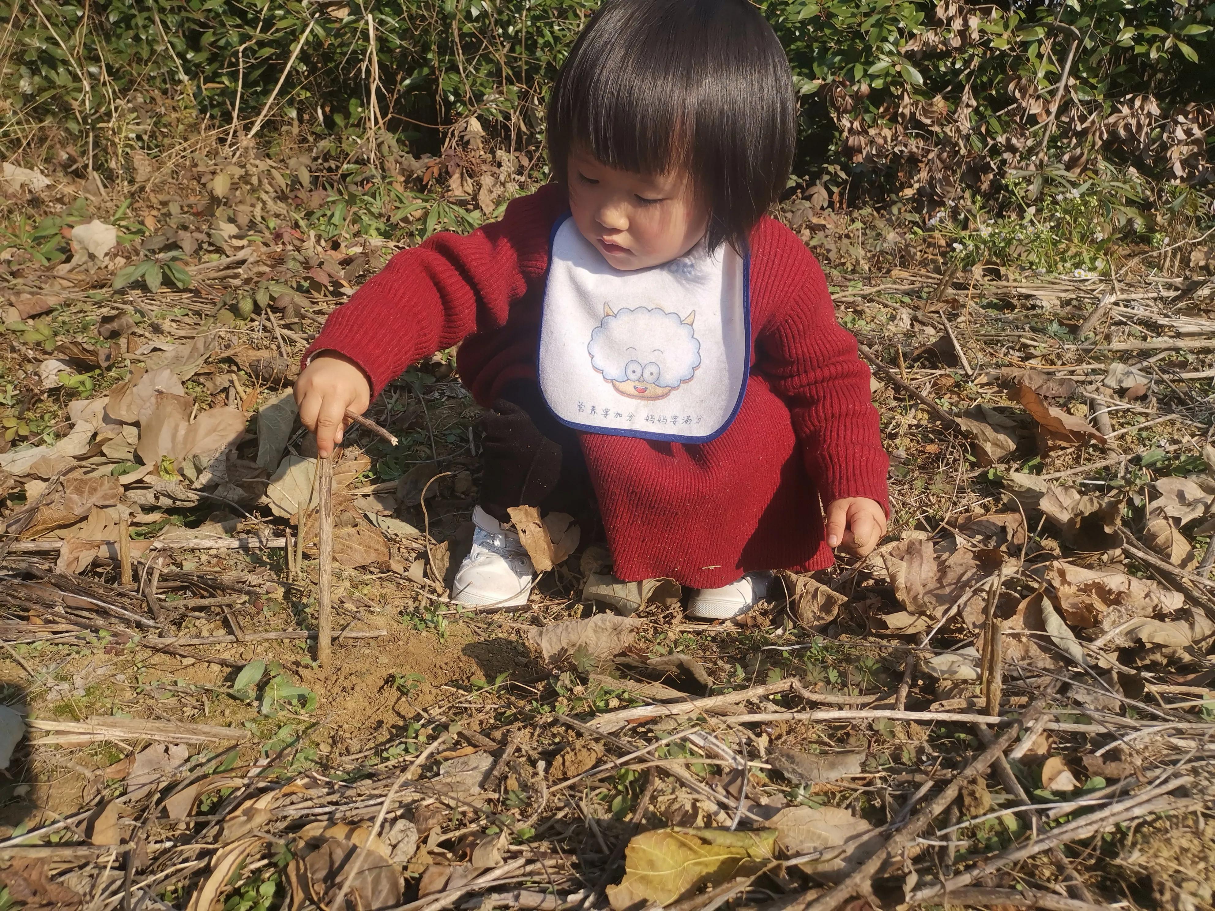 黑莓树可以盆栽吗,宝宝种花生