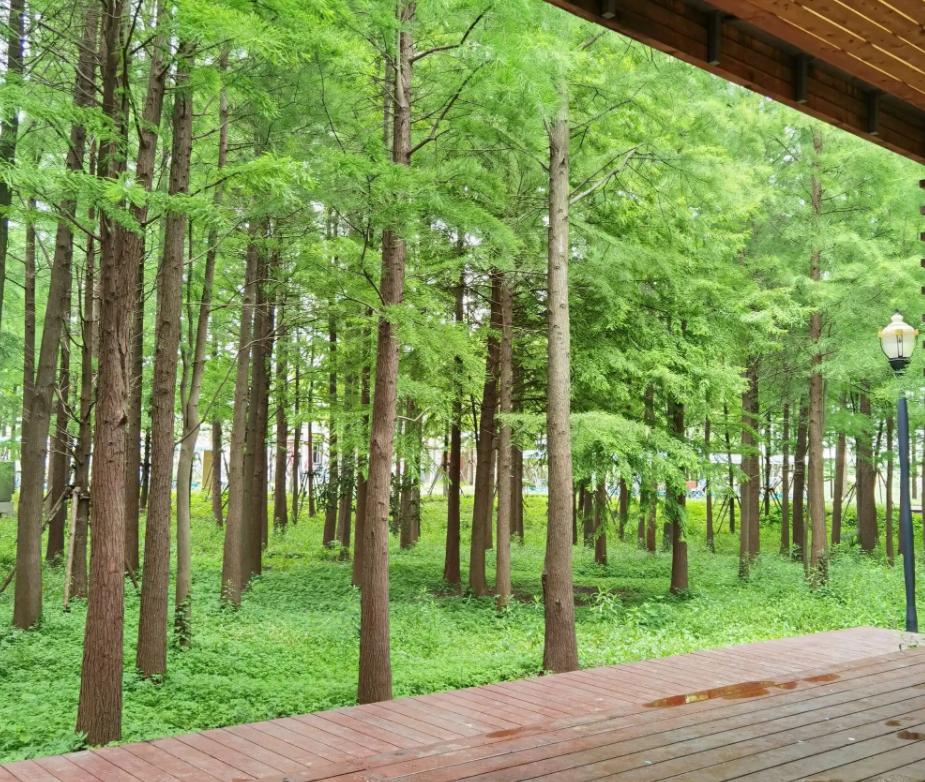 上海市区森林秘境,上海这些景区值得一去