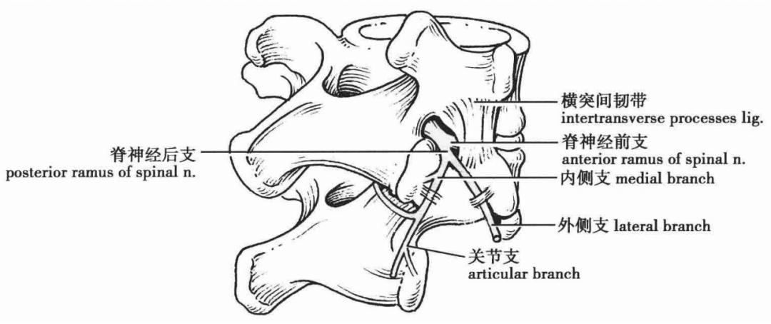 脊神经支配区域解剖图简图,脊神经及其分支的支配范围