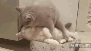 单身狗慎入合集国漫,单身狗慎入高甜预警