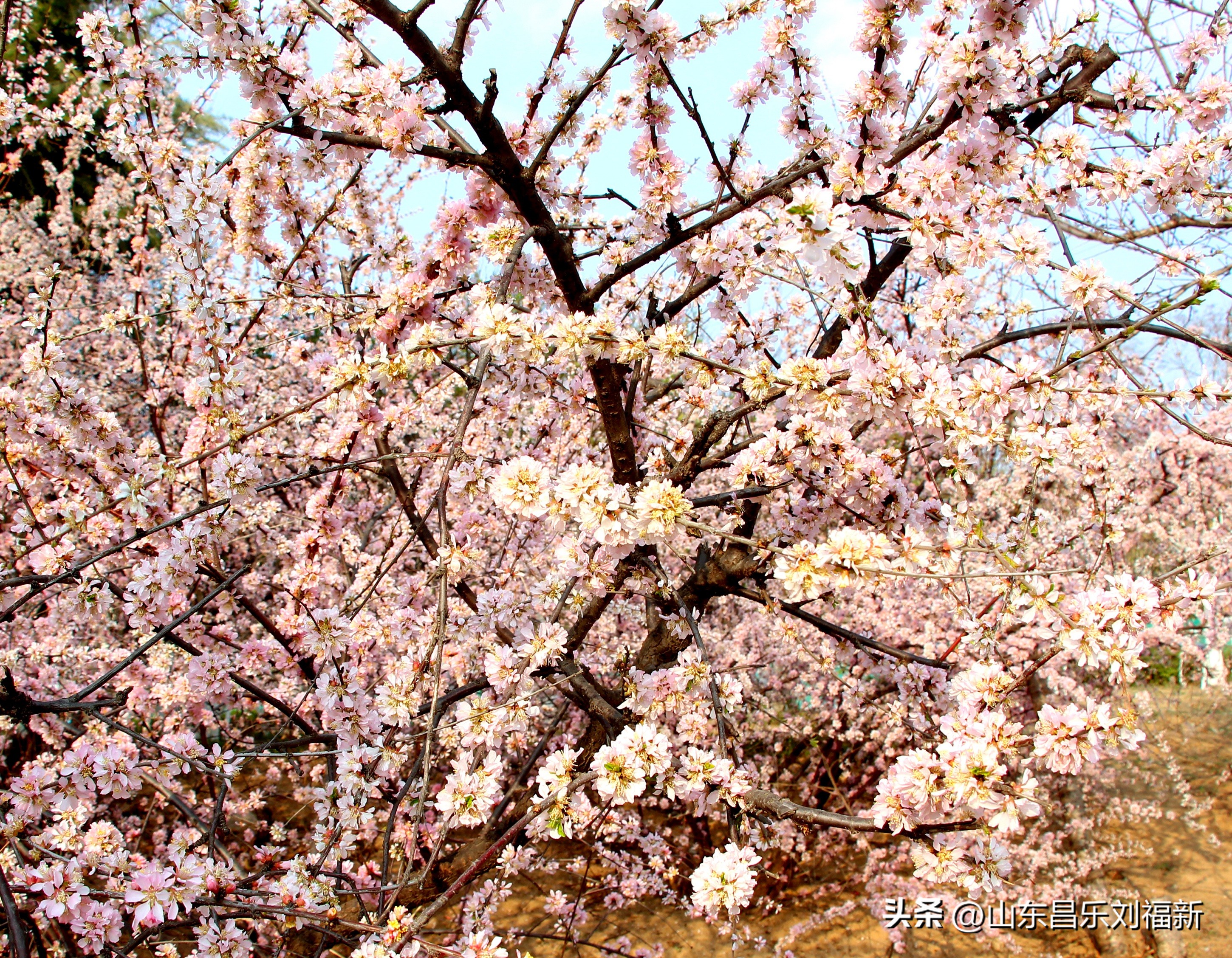 2023年3月中旬散拍·一点儿感受