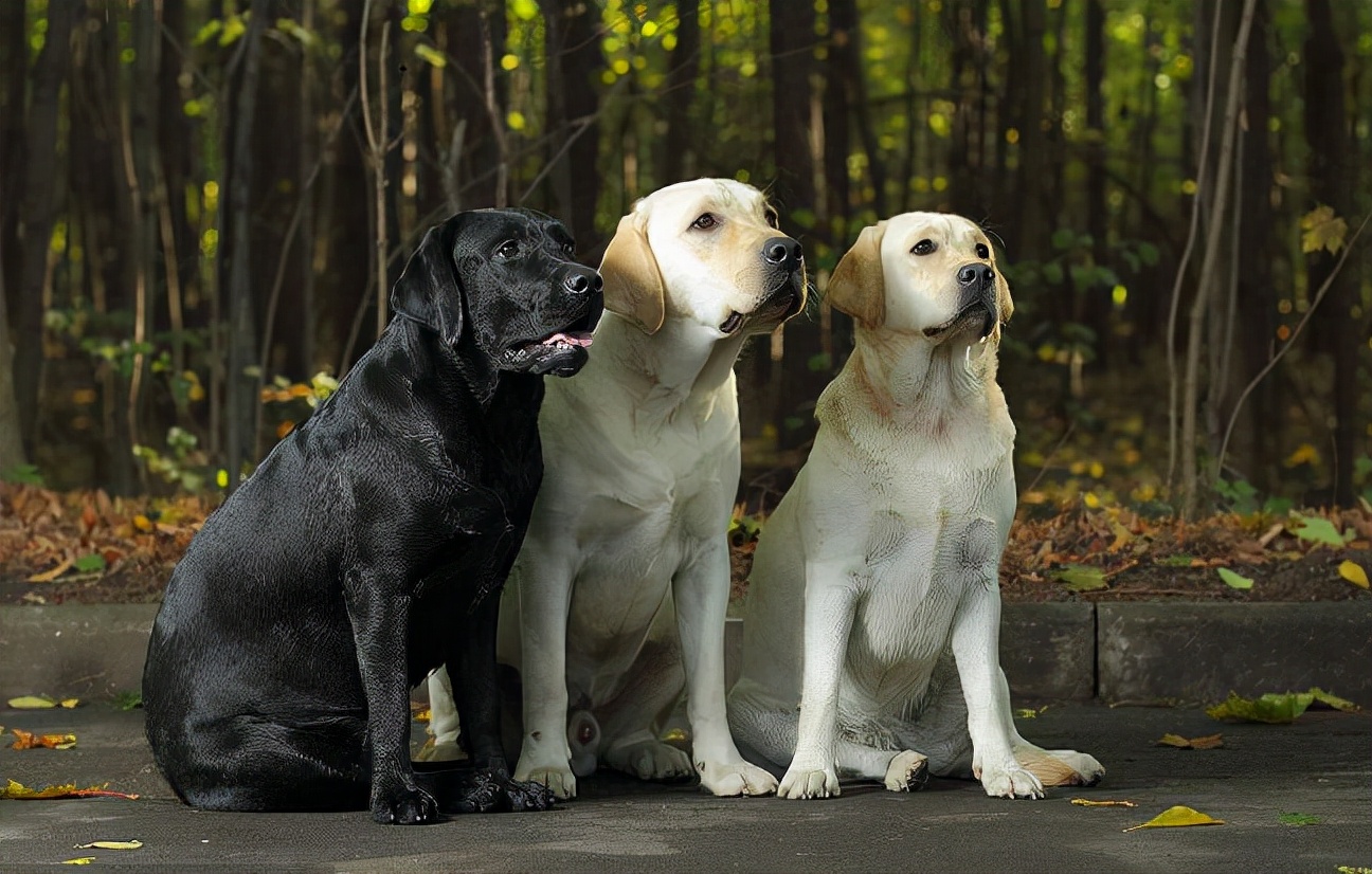街上养大型狗犯法吗,养大狗不拴绳违法吗