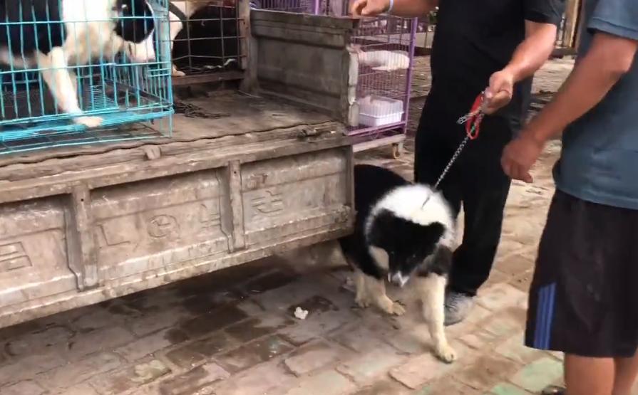 600元边牧幼犬出售,600元边牧犬出售