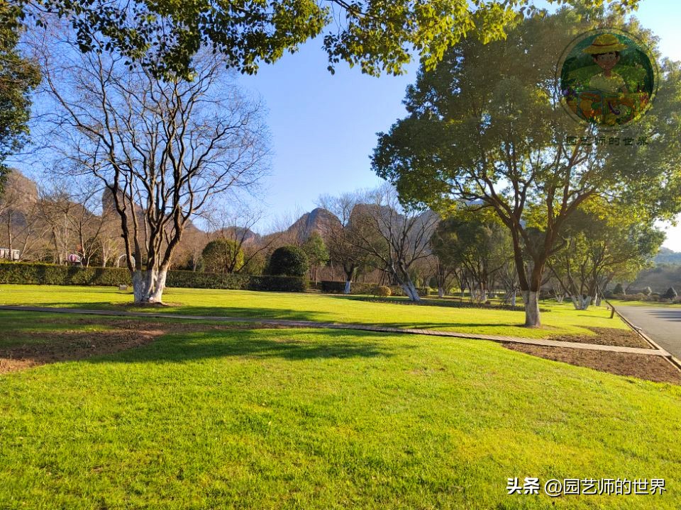 疏林草地的作用,疏林草地效果图