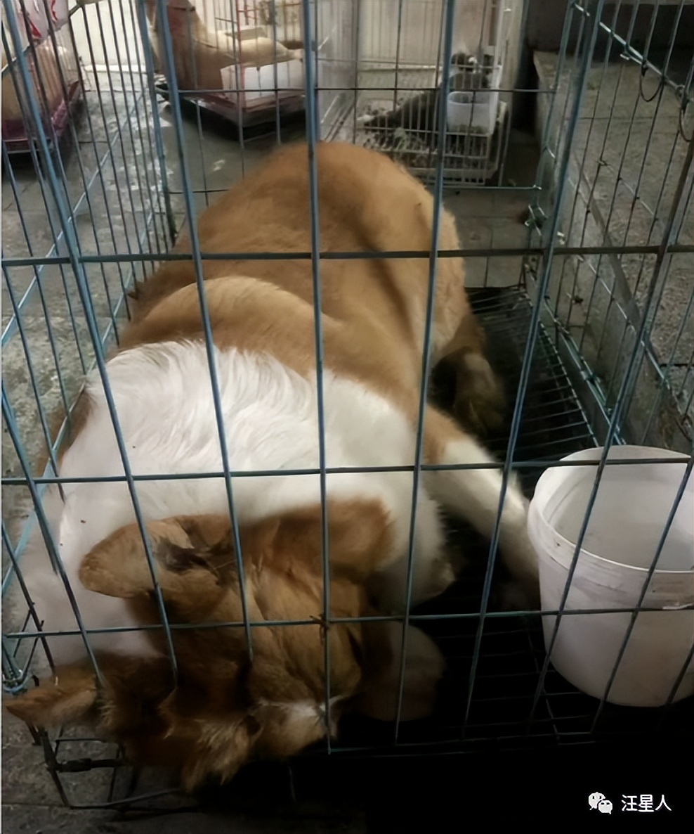 宠物托运出意外谁负责,宠物托运出问题是谁的责任