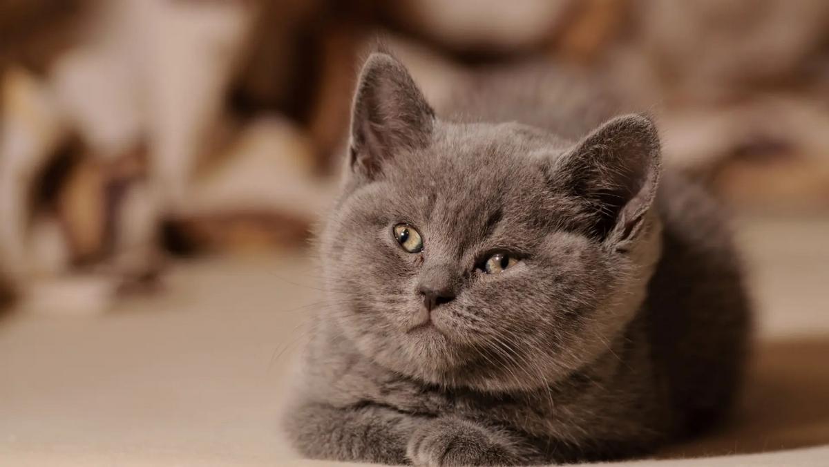 猫咪翻译器,猫咪冷知识大全集