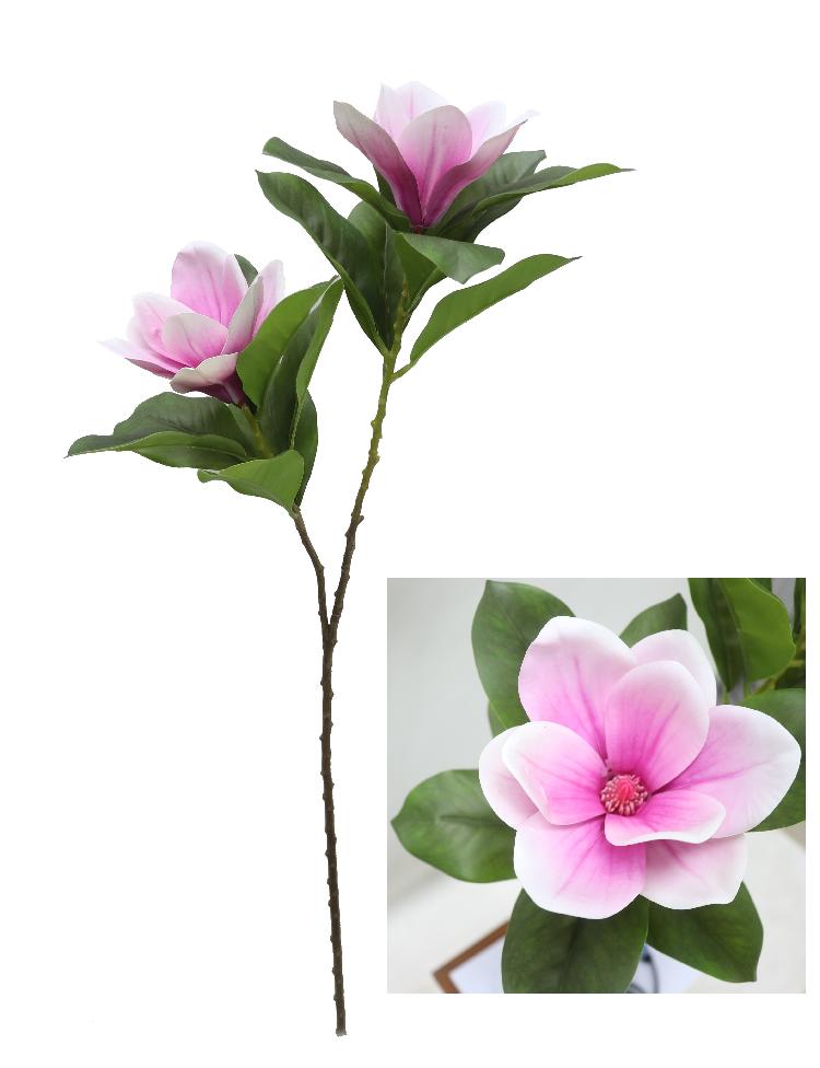 玉兰花的寓意和象征风水禁忌,玉兰花的寓意和象征意义