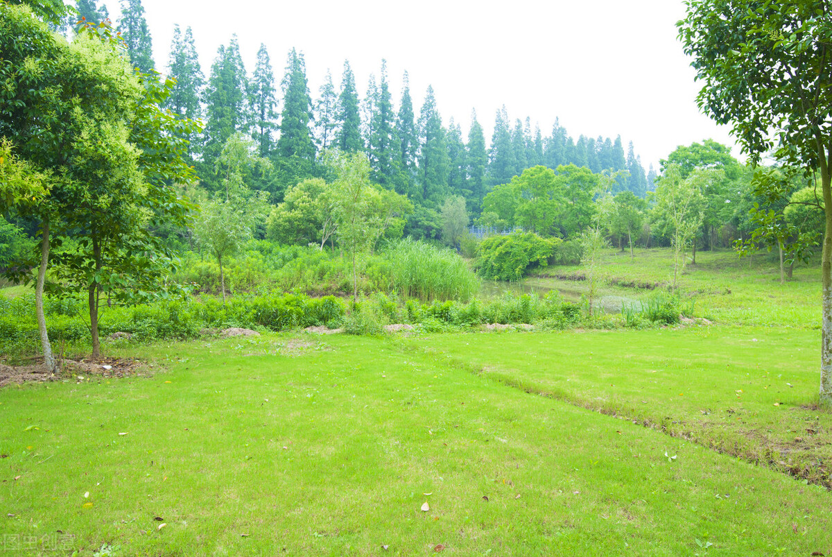 上海附近的森林秘境,上海惊现的森林秘境