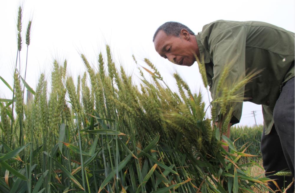 谁在收割青储,谁在收割小麦青饲料