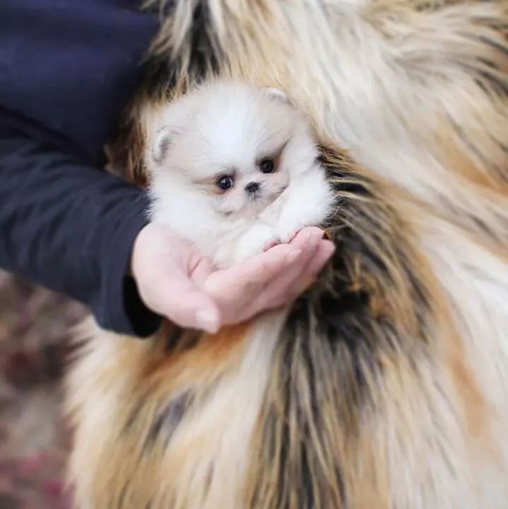 防滑袜子博美,博美专用袜子怎么样的好用